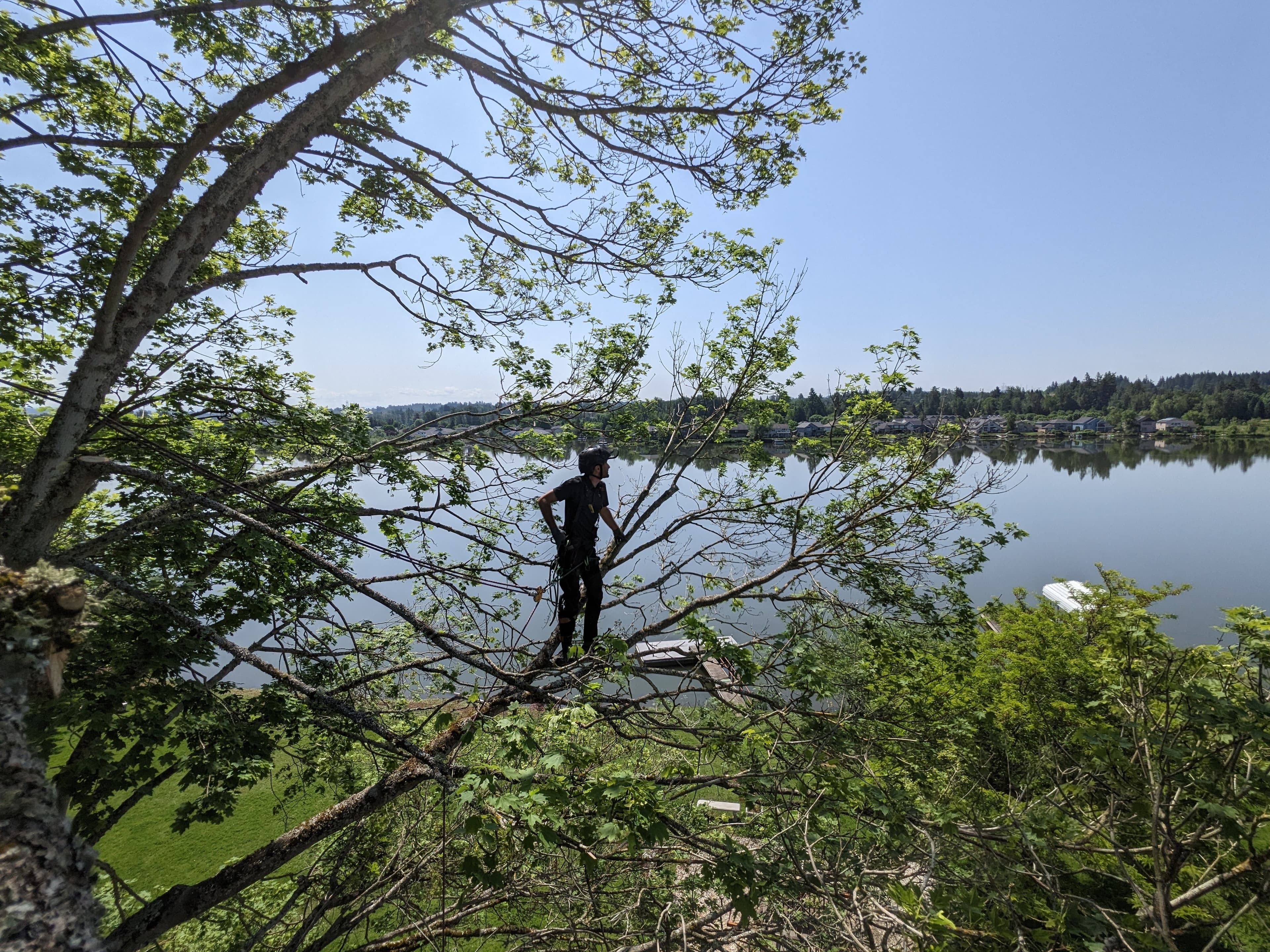 Certified arborist working on a mature tree in the Portland metro area